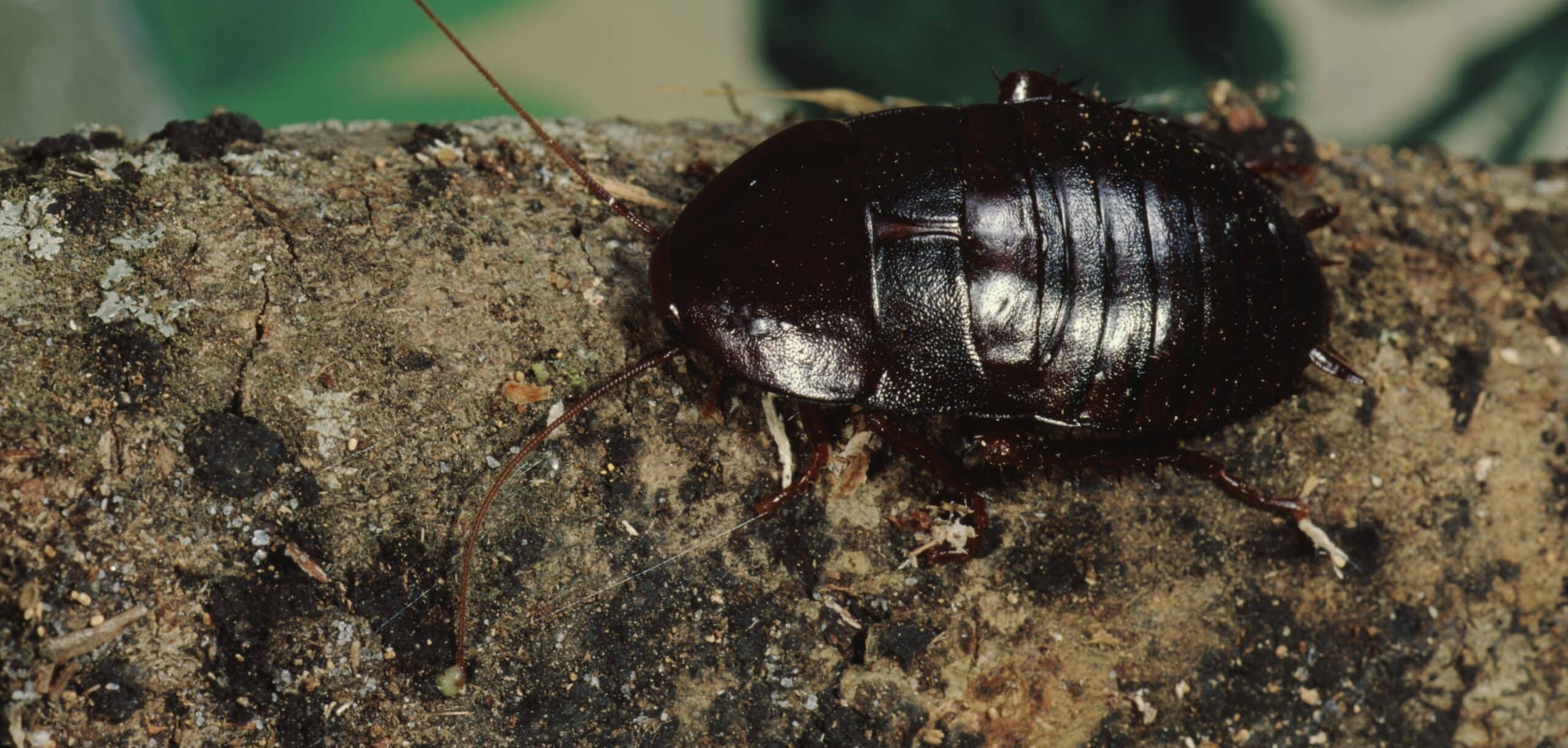 cafard noir de jardin