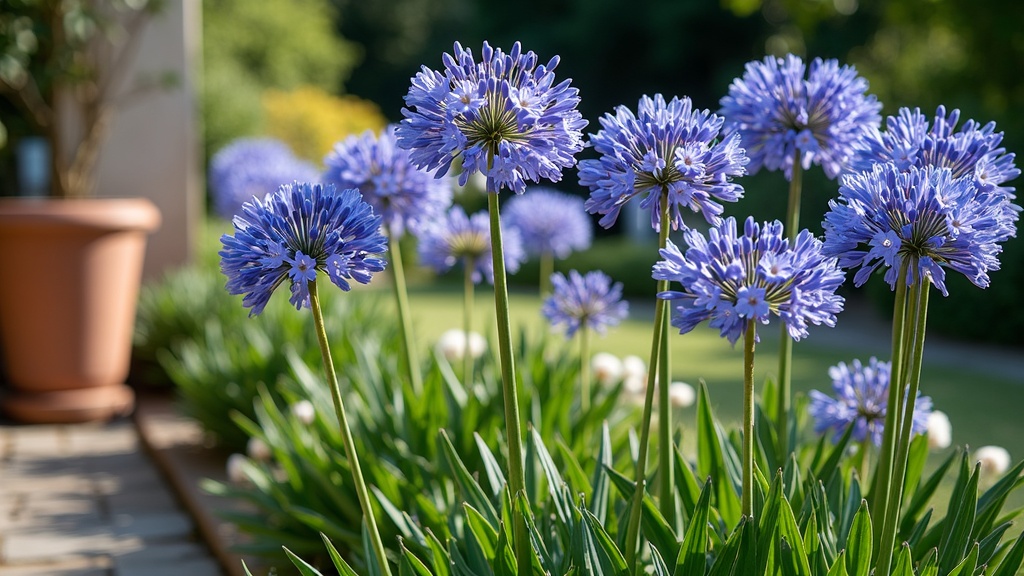 Agapanthe : Guide Complet Plantation et Entretien
